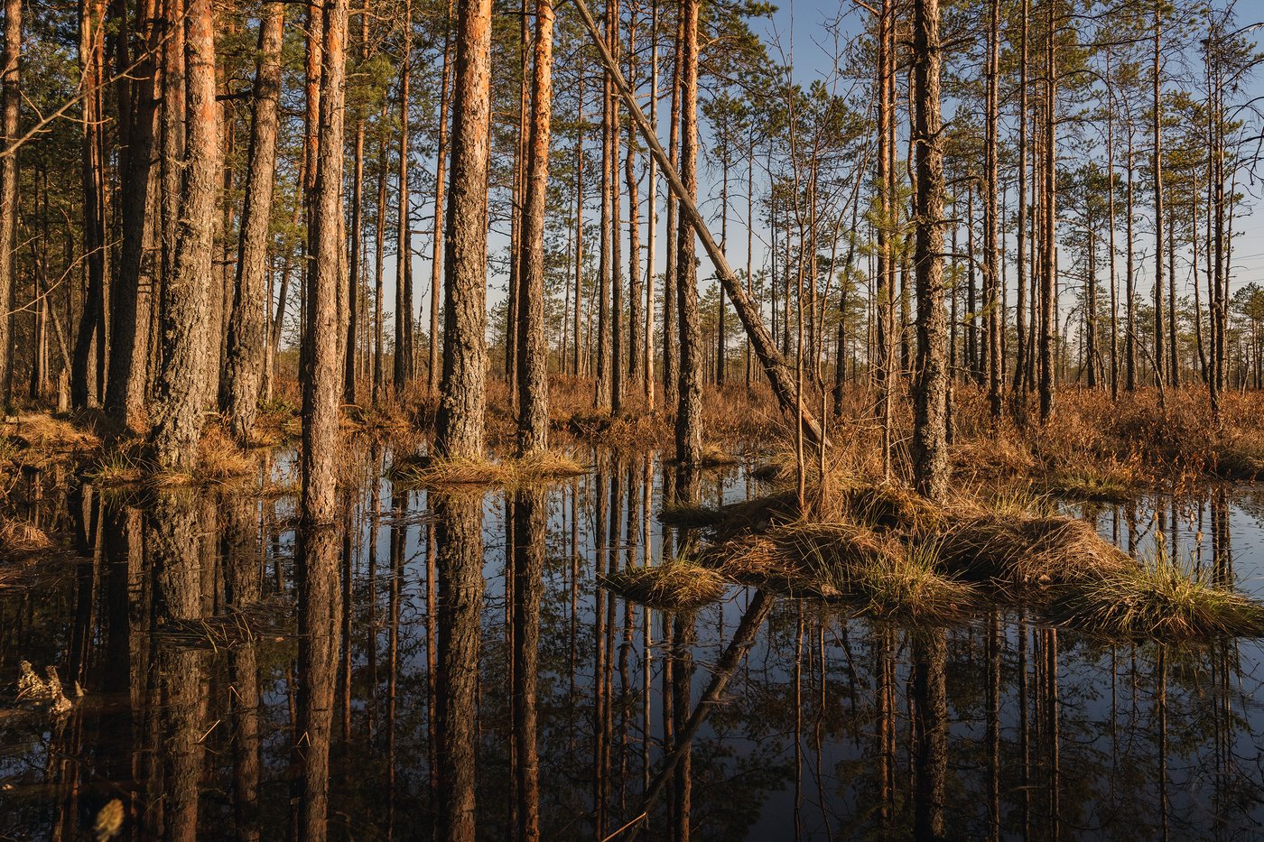 Сосновый лес на осушенных болотах