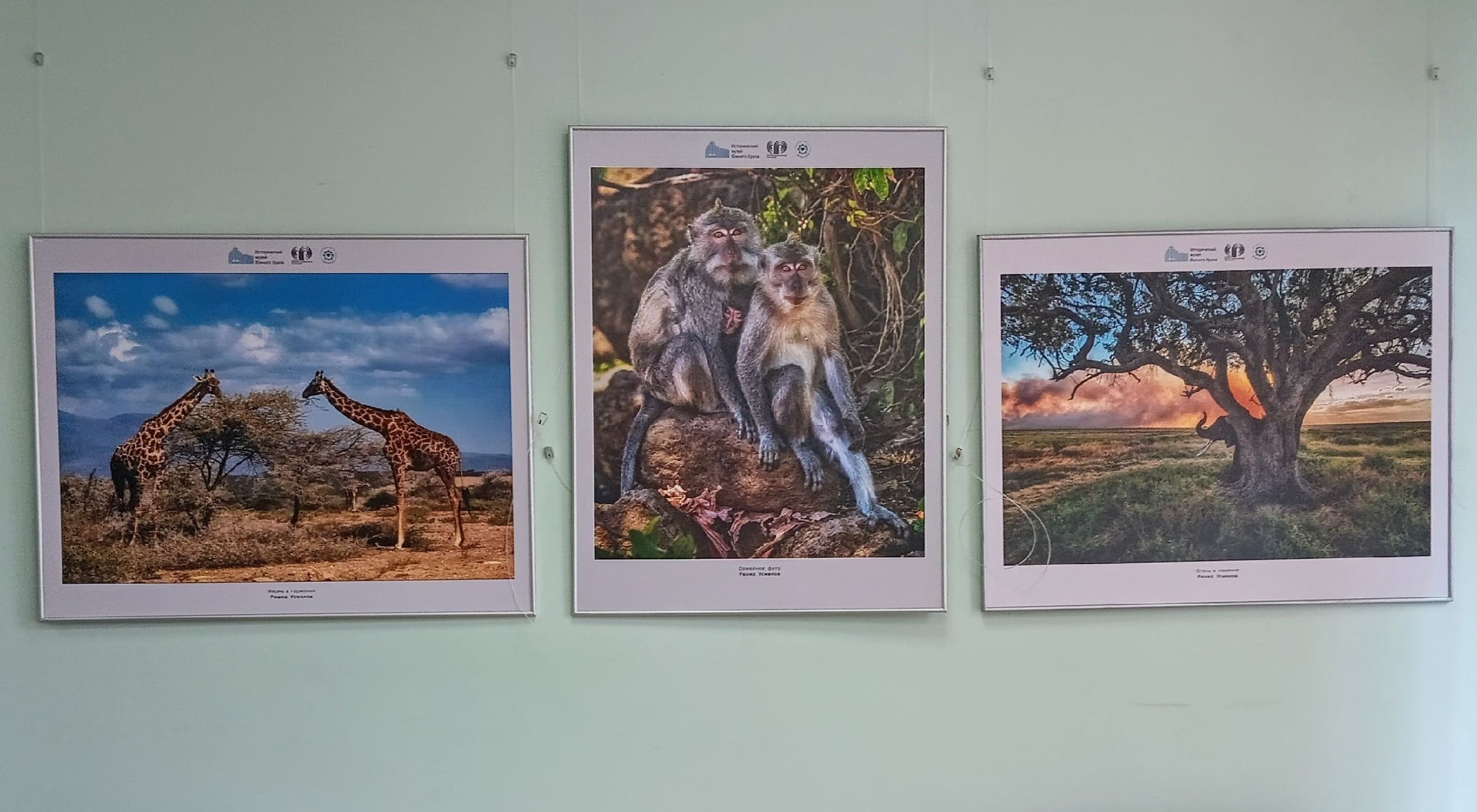 Три фотографии на стене