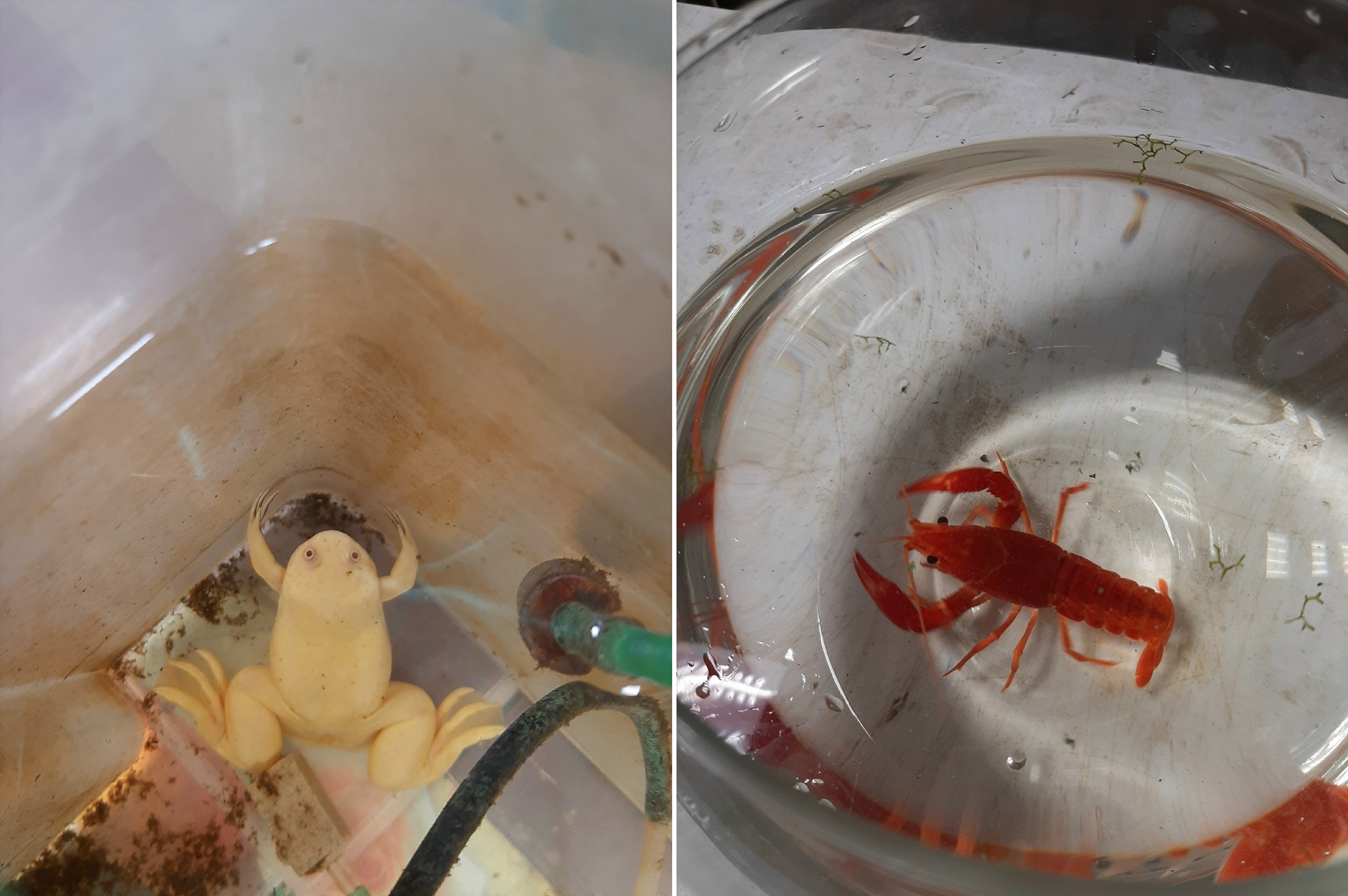 Одни из жителей лаборатории: лягушка и рак