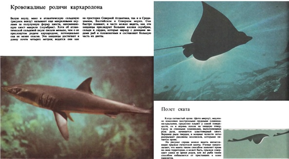 Иллюстрации из книги