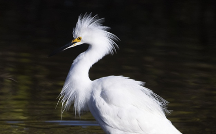 Снежная цапля