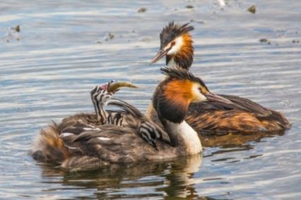 Чомга (Большая поганка)
