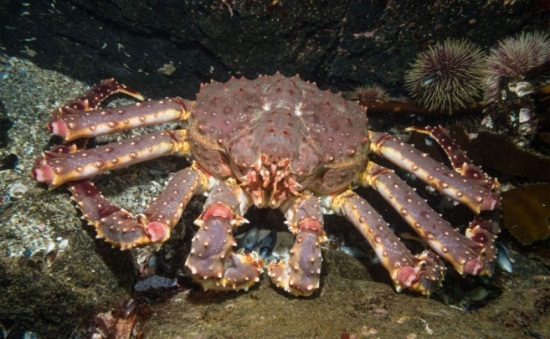 Камчатский краб